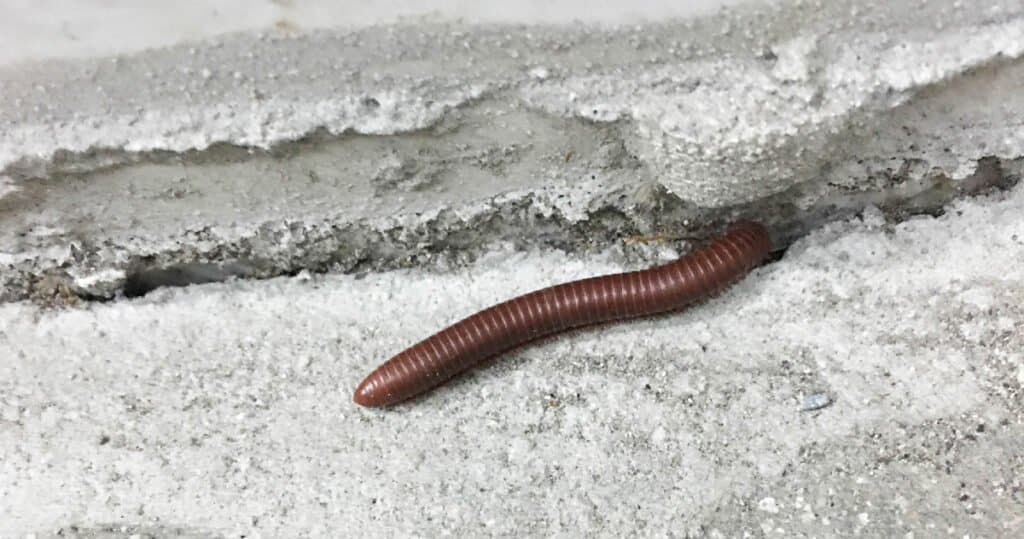 Are Millipedes Poisonous or Dangerous