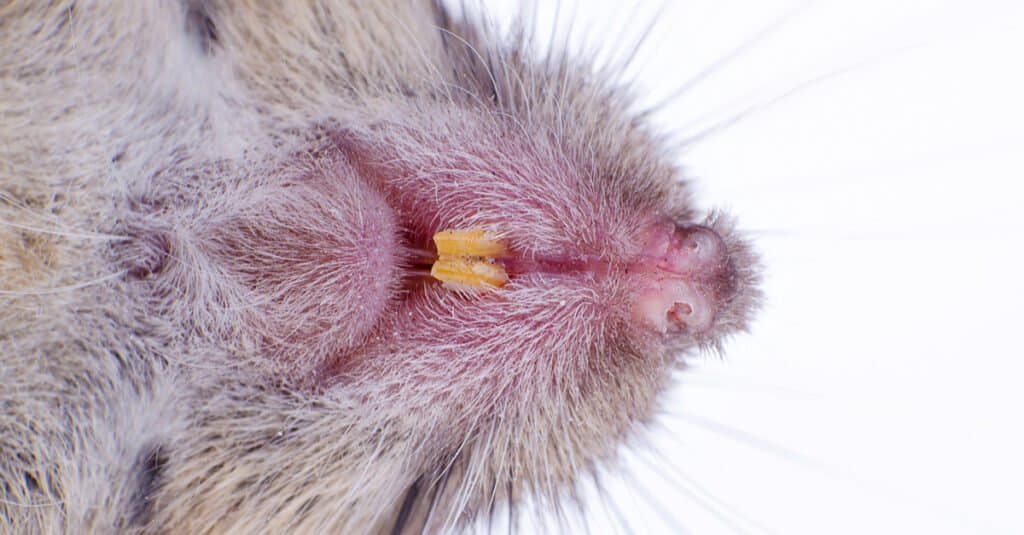 mouse-teeth-everything-you-need-to-know-az-animals