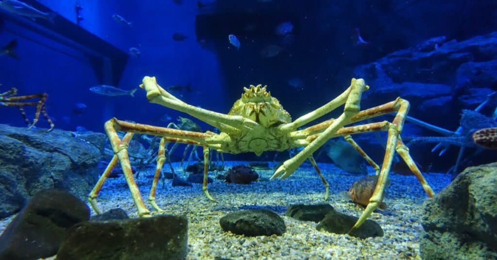 l'un des animaux marins les plus étonnants est le crabe araignée japonais qui peut repousser ses propres pattes