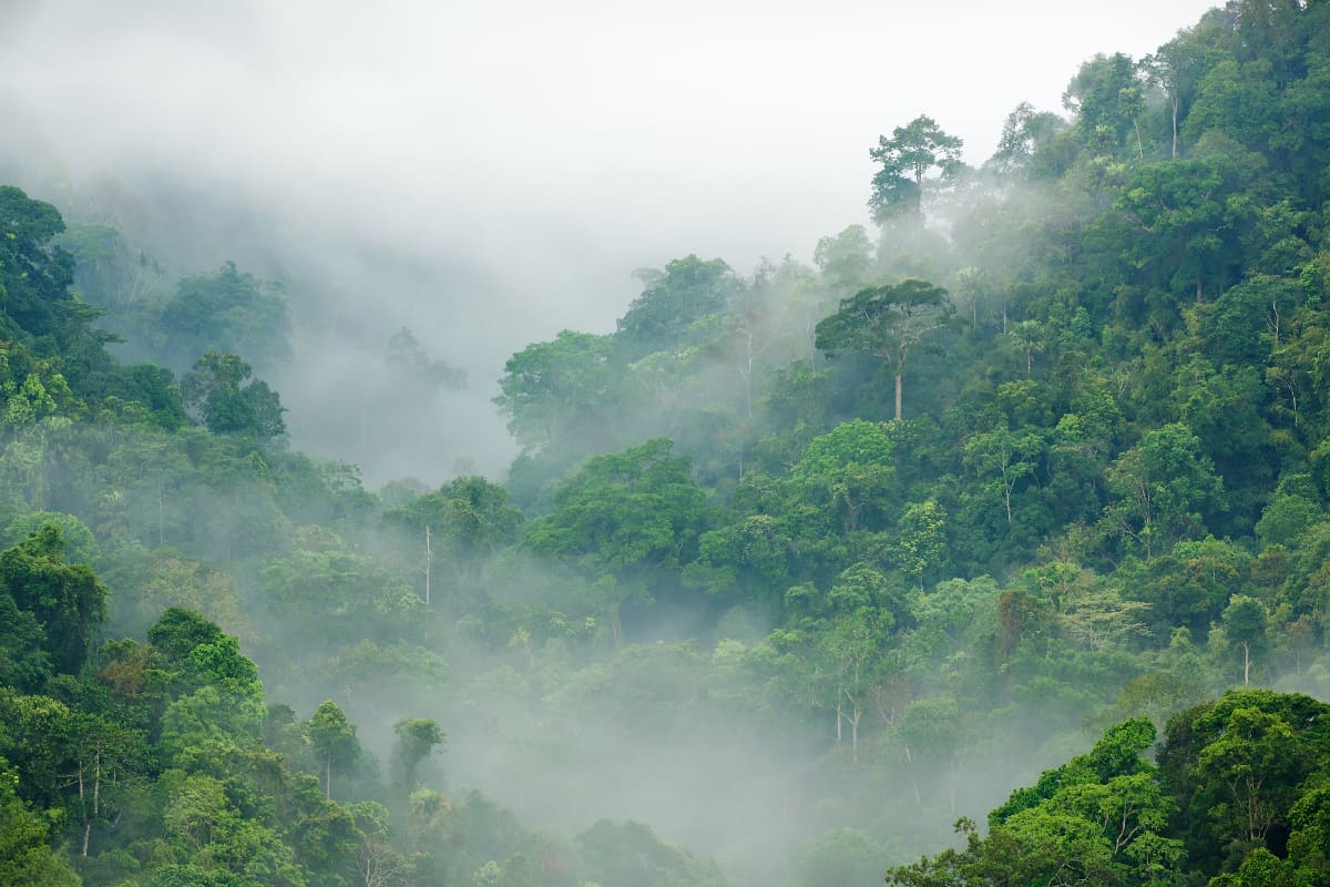 Where Is The Biggest Rainforest In The World