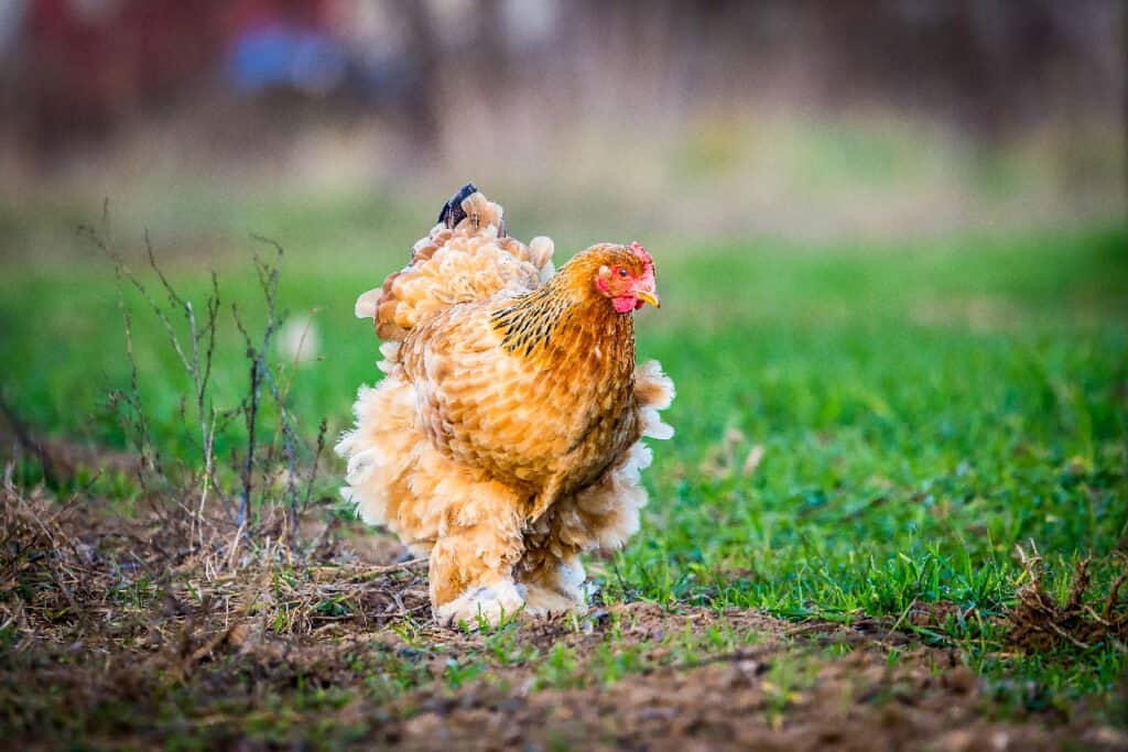 Brahma chicken