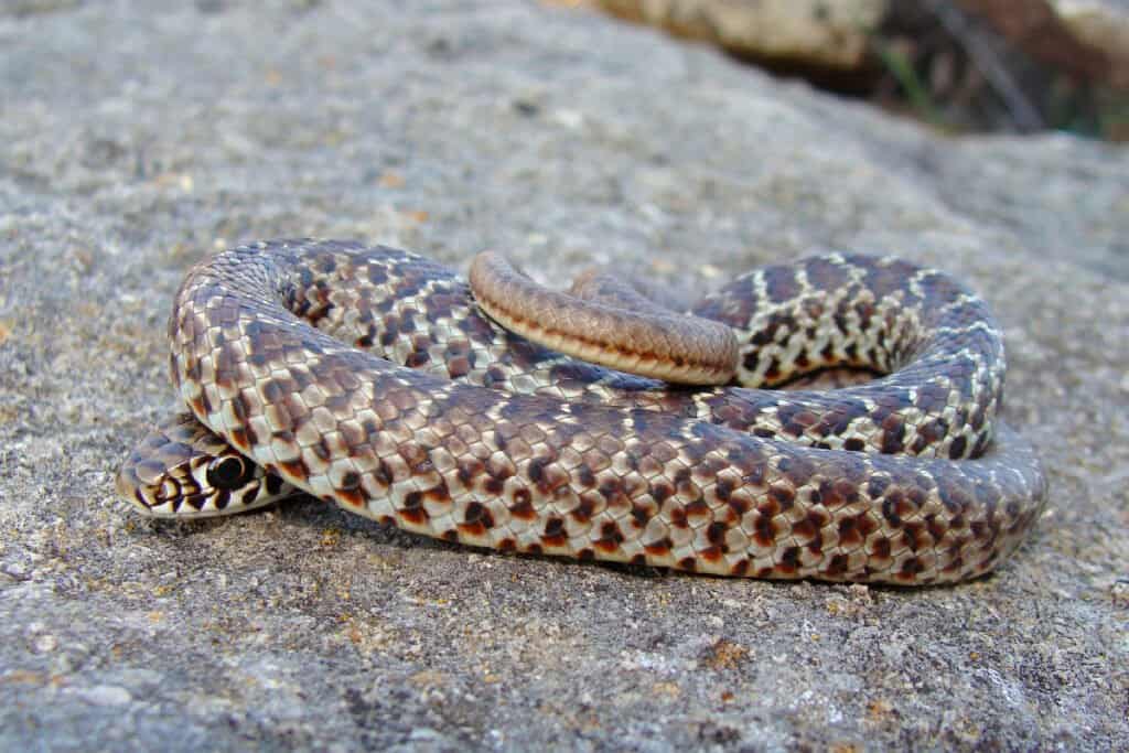 Snakes Of Colorado Identification at Florence Newman blog