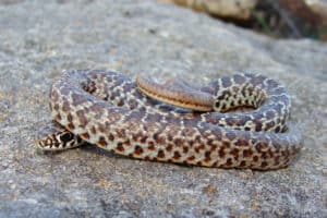 6 Snakes Found In Colorado (3 Are Venomous) Picture