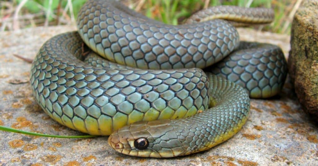 Snakes in Kansas - Eastern Racer Snake