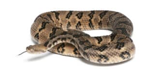 Discover the 3 Types of Rattlesnakes in Missouri Picture
