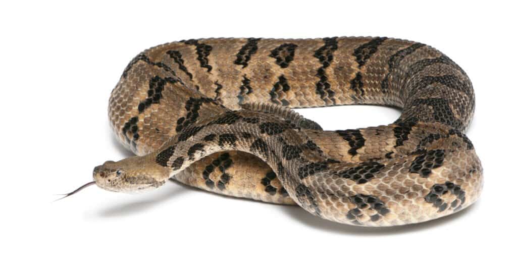 Center frame on white isolate: A timber rattlesnake posed in a loose coil, it's head facing frame left., its forked tongue extended. The snake is a taupe brown with distinct black markings. Its rattle can be observed within the loose coil, a bit to the left and behind  the snake's head