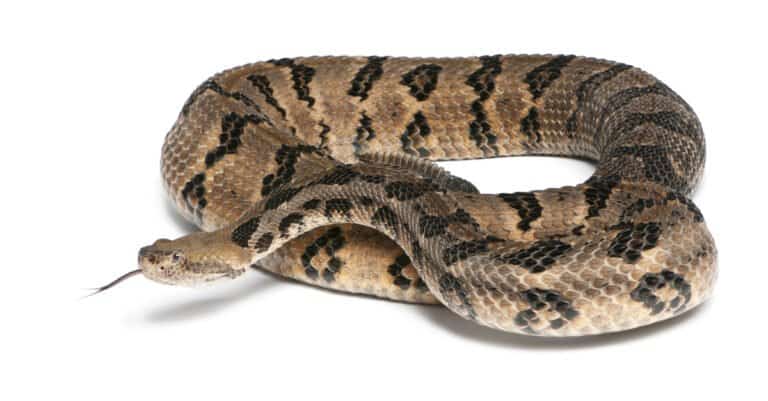 Center frame on white isolate: A timber rattlesnake posed in a loose coil, it's head facing frame left., its forked tongue extended. The snake is a gold brown with distinct black markings.