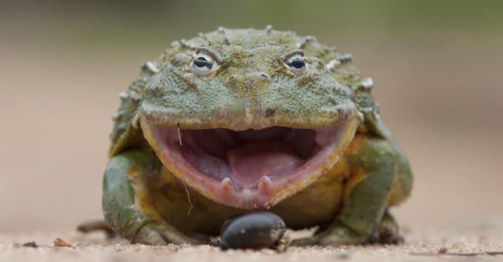 African Bullfrog Teeth - Bullfrog with open mouth