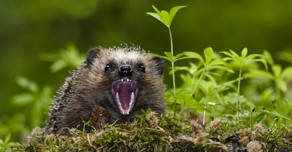 Hedgehog Teeth