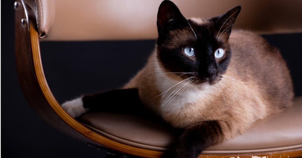 siamese cat