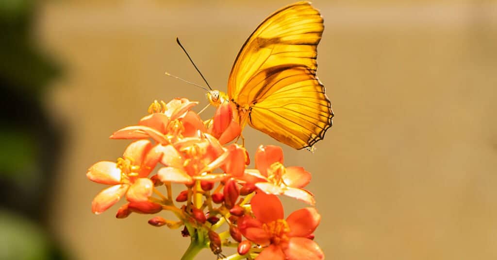 sleepy orange butterfly on flower