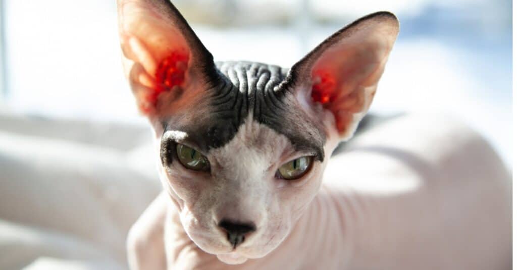 hairless sphynx hypoallergenic cats