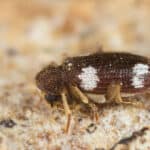Cigarette beetles and drugstore beetles