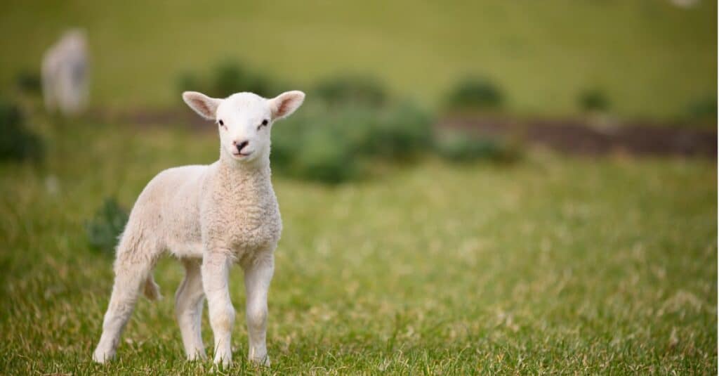 little sheep on pasture