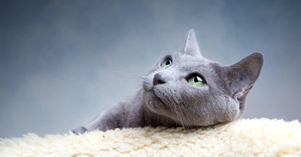 russian blue hypoallergenic cats