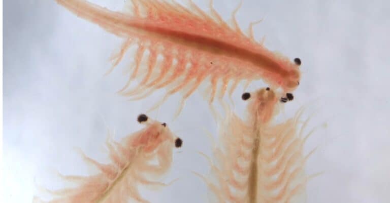 What Do Sea Monkeys Eat - Group of brine shrimp