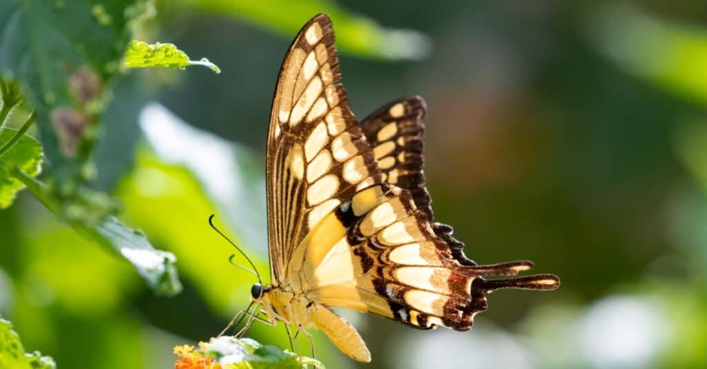 swallowtail butterfly