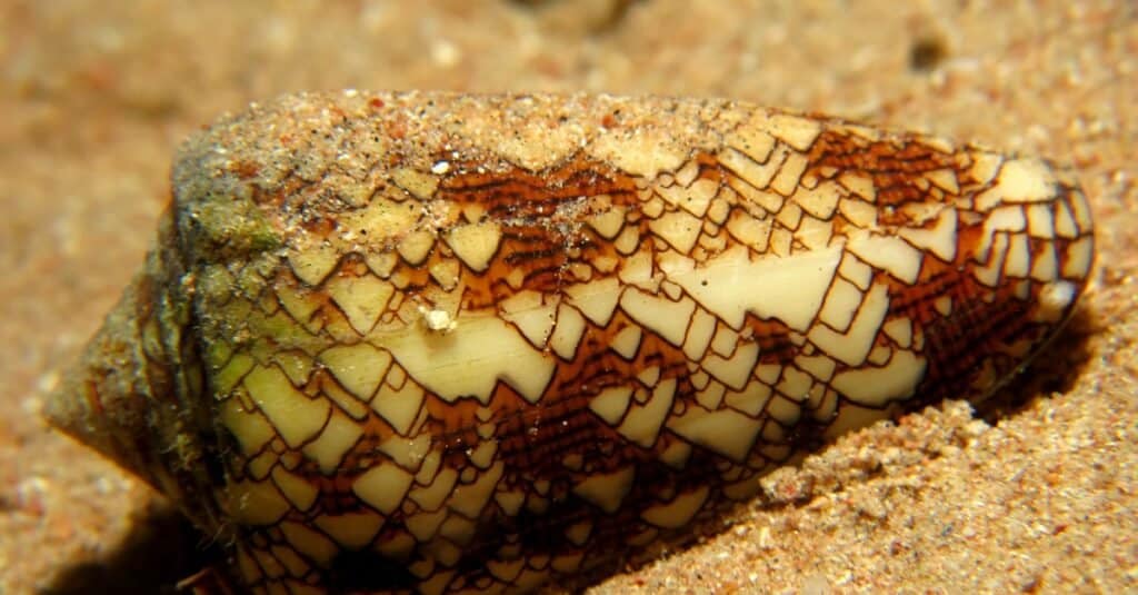 What Do Sea Snails Eat - Textile Cone