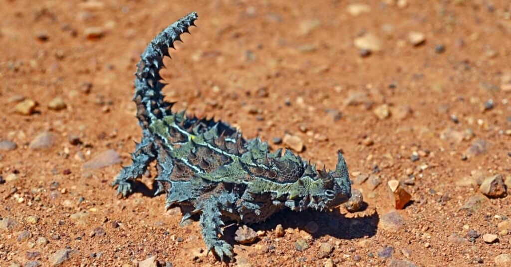 lizards with spikes thorny devil