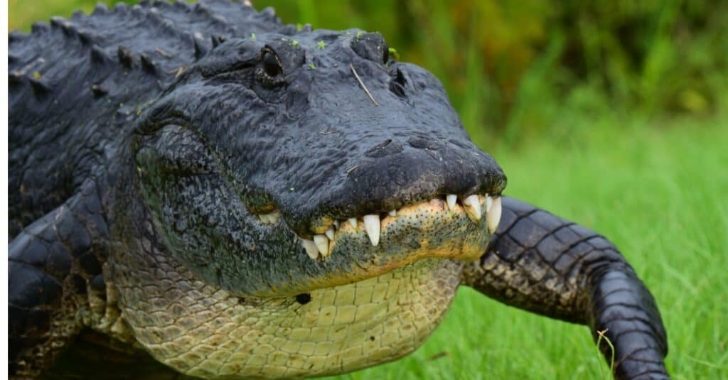 Durée de vie de l'alligator - Vue de face de l'alligator