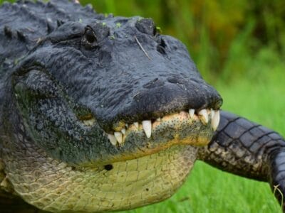 A Amazing Video Captures an Alligator Invading a Lacrosse Field Mid-Practice
