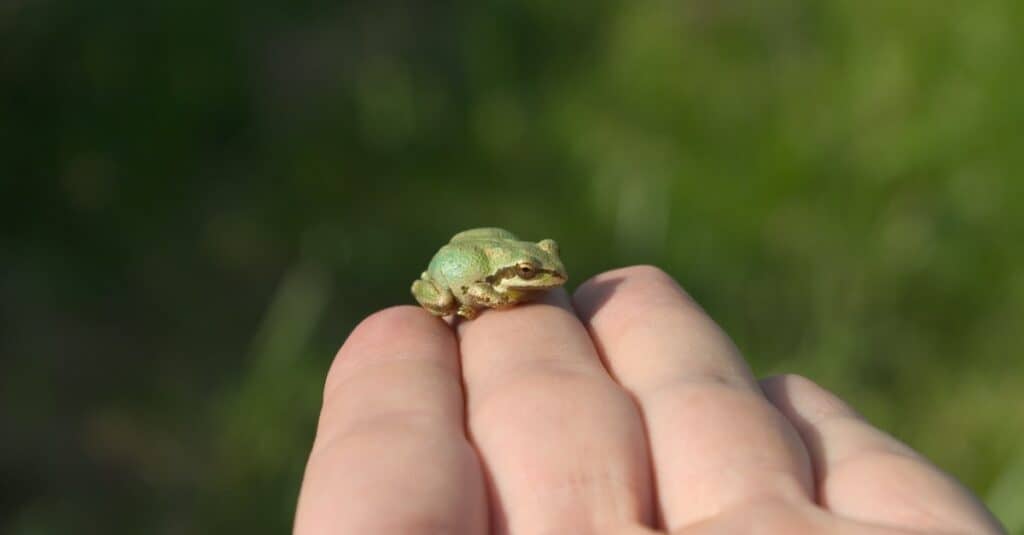 baby frog closeup