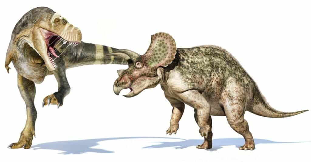 Triceratops vs T-Rex: Showdown