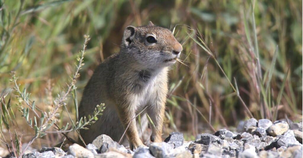 uinta ground squirrel on rocks