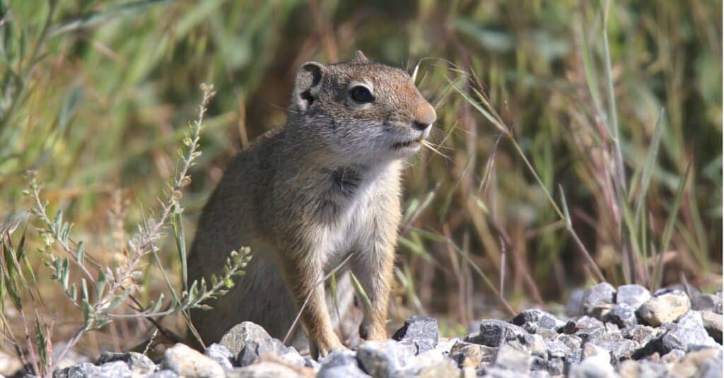 ground squirrel vs chipmunk