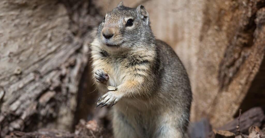 is squirrel poop bad for dogs