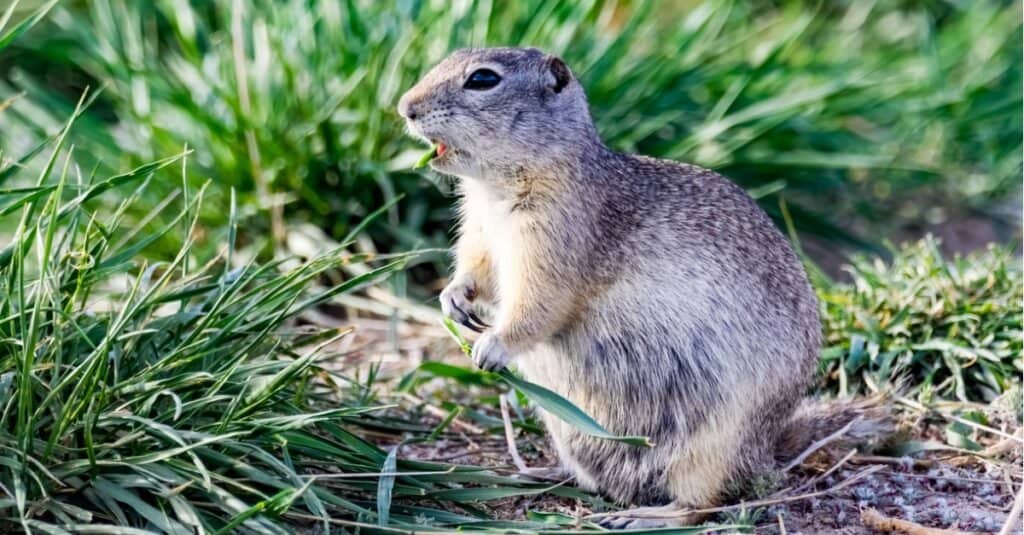 uinta ground squirrel eating blade of grass