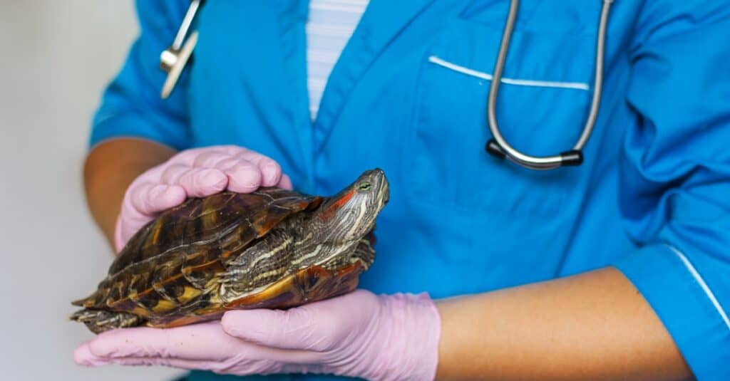 Red-Eared Slider Cost: Vet Holding Red-Eared Slider