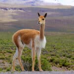 Vicuna