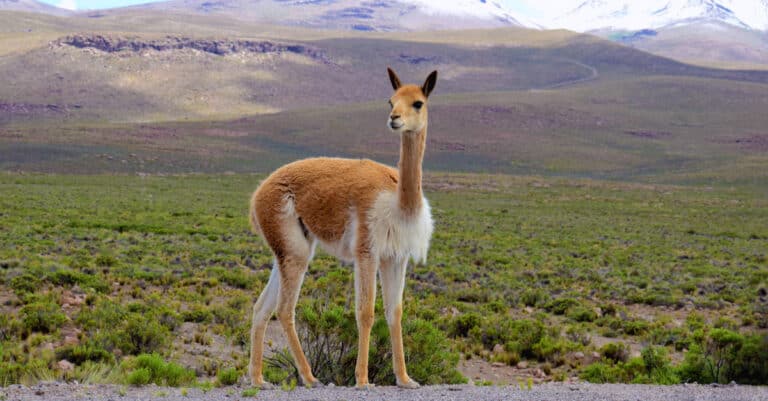 vicuña in open area