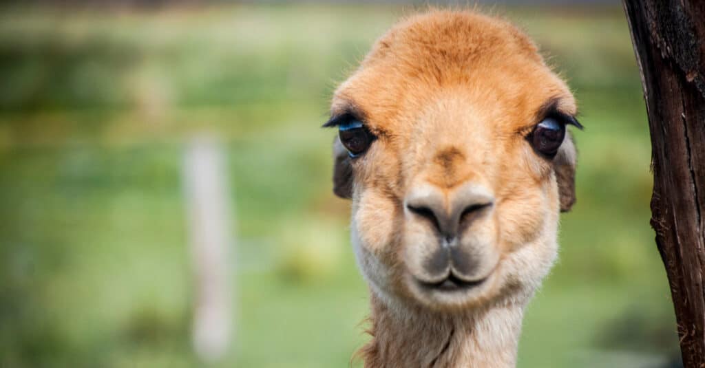 close up of vicuña face
