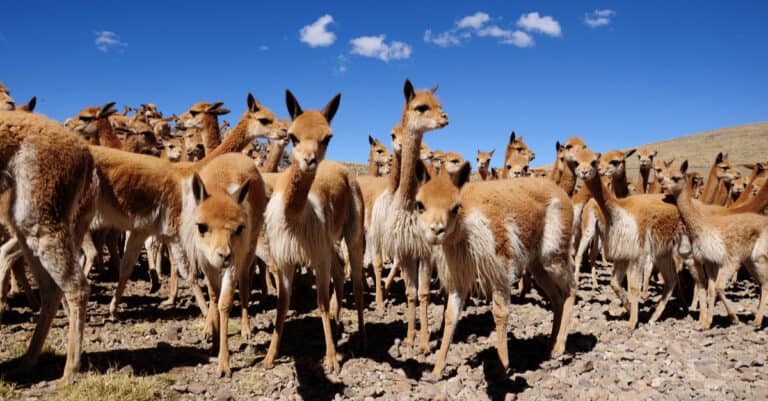 group of vicuñas