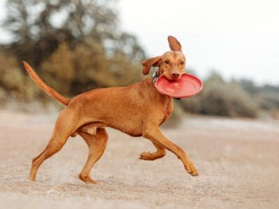 A The 5 Best Dog Frisbees: Reviewed for 2022