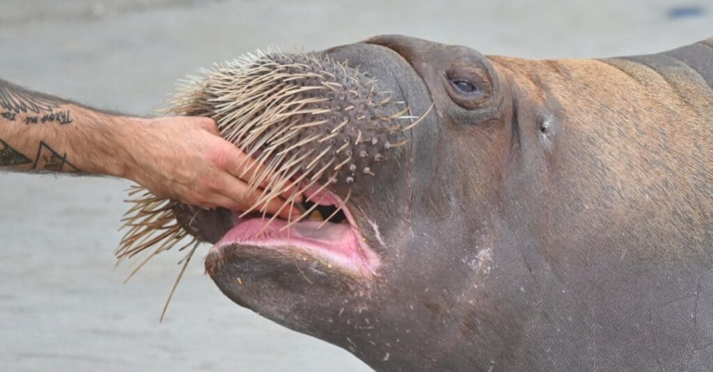 What Do Walruses Eat - Walrus being fed