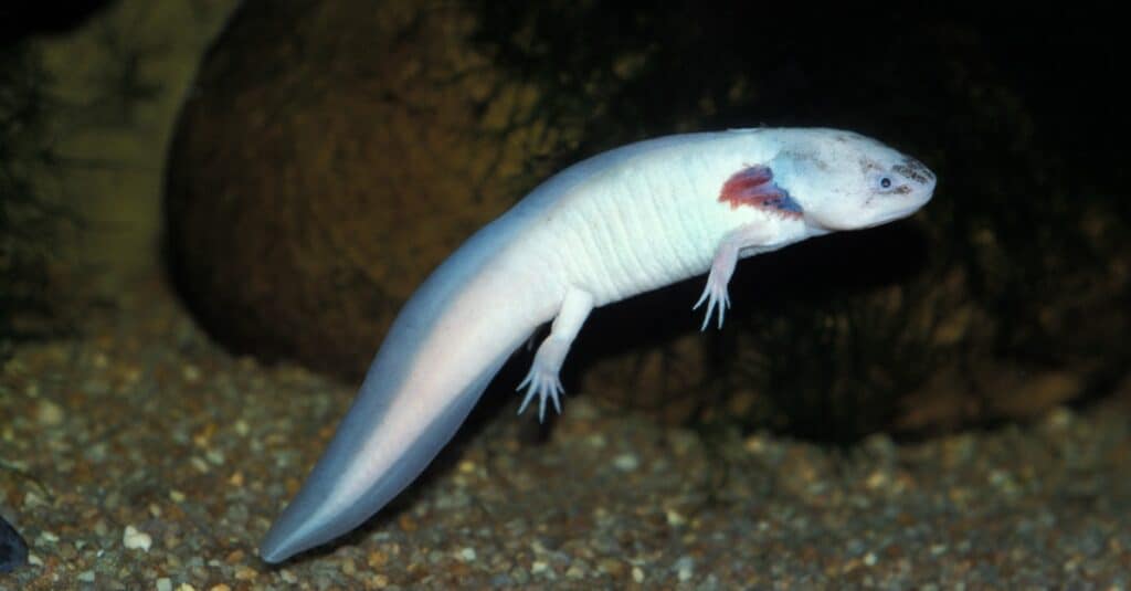 white albino axolotl