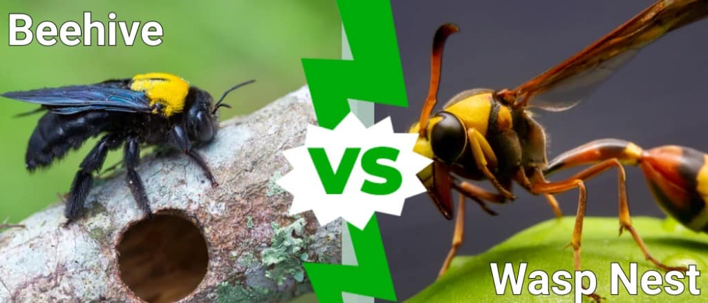 Bee Nest Vs Wasp Nest