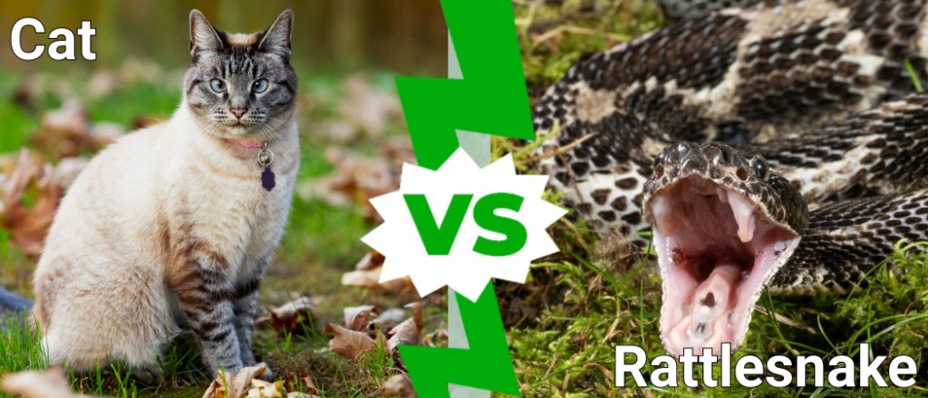Cat vs Rattlesnake