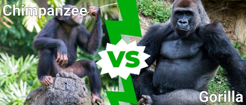 chimpanzee vs. gorilla