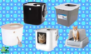 Best Top-Entry Litter Boxes Picture
