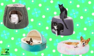 The 4 Best Cat Beds: Reviewed and Ranked Picture