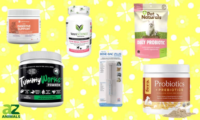 Cat Probiotics