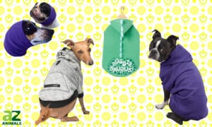 The 4 Best Dog Hoodies: Reviewed Picture