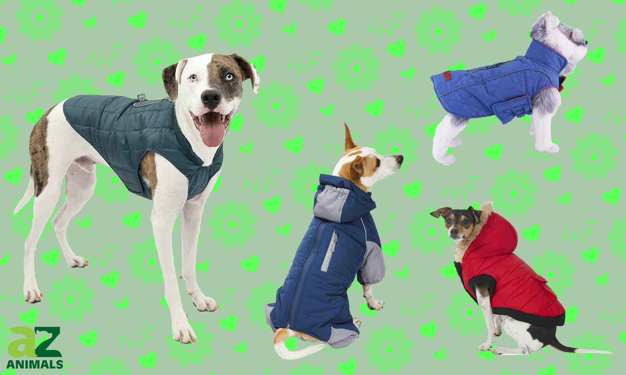 Best Dog Jackets And Coats Of 2022 | lupon.gov.ph