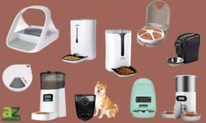 The 10 Best Automatic Cat Feeders for Busy Pet Owners — Ranked and Rated Picture