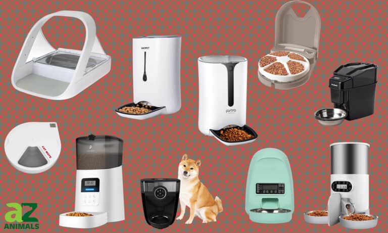 Automatic Cat Feeders