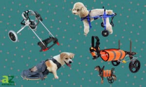 Best Dog Wheelchairs: Reviewed Picture